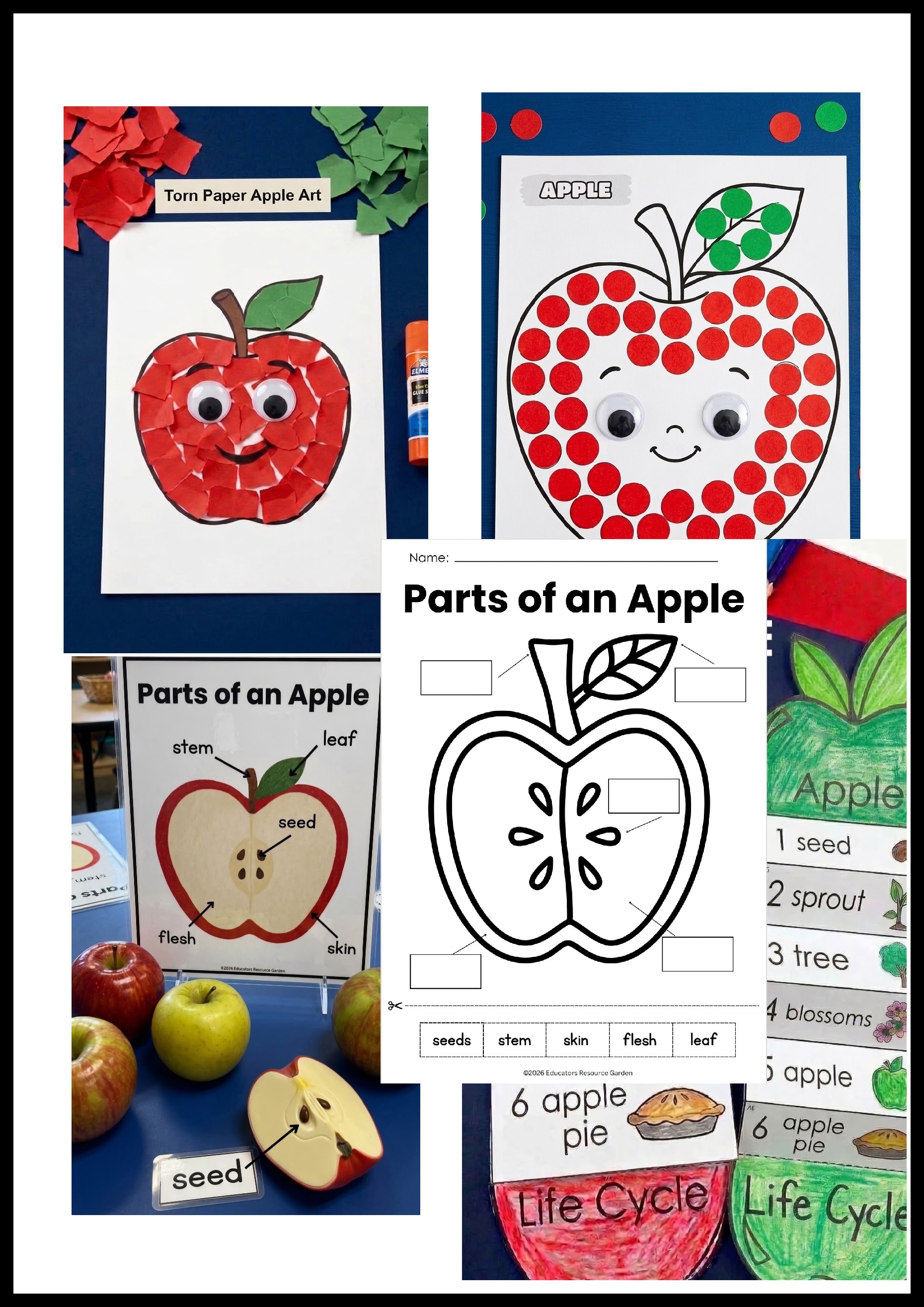 Apple Life Cycle Craft & Poster | Fall Science PreK-1 | Educators ...